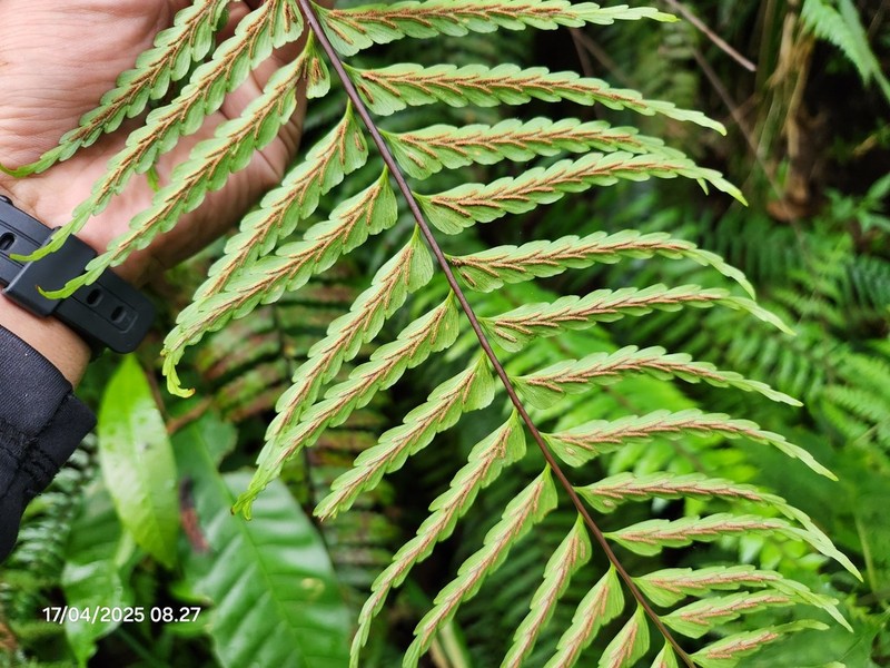 Asplenium truncatum photo 5