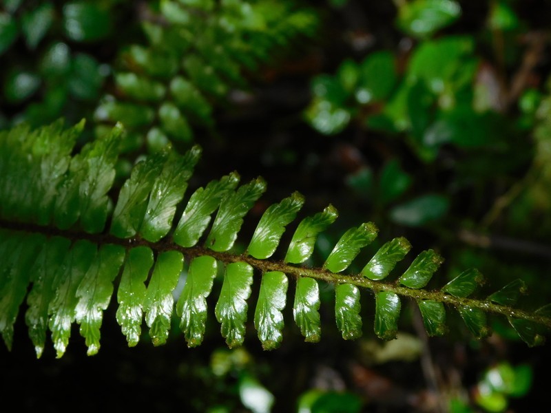Asplenium truncatum photo 6