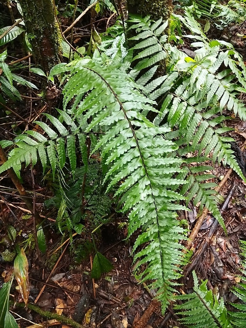Asplenium truncatum photo 7