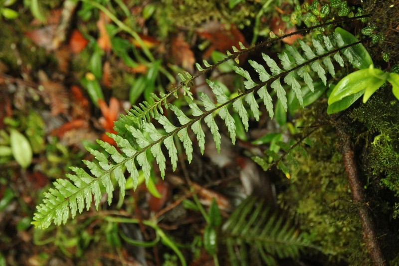 Asplenium truncatum photo 8