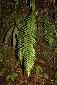 Asplenium truncatum