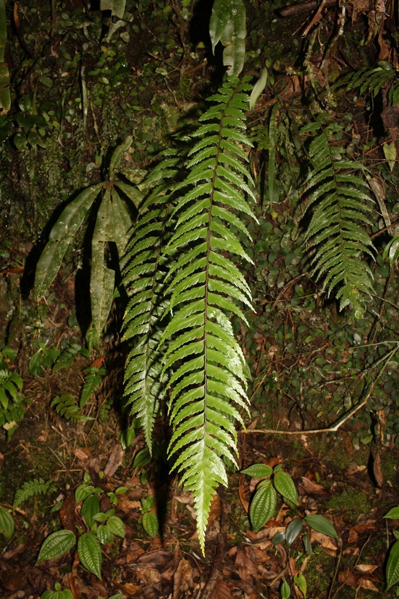Asplenium truncatum