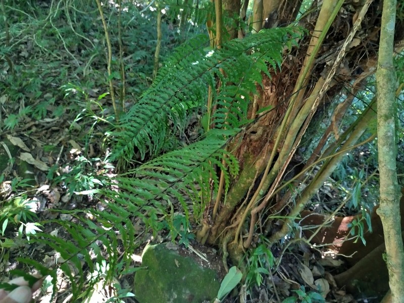 Asplenium truncatum photo 2