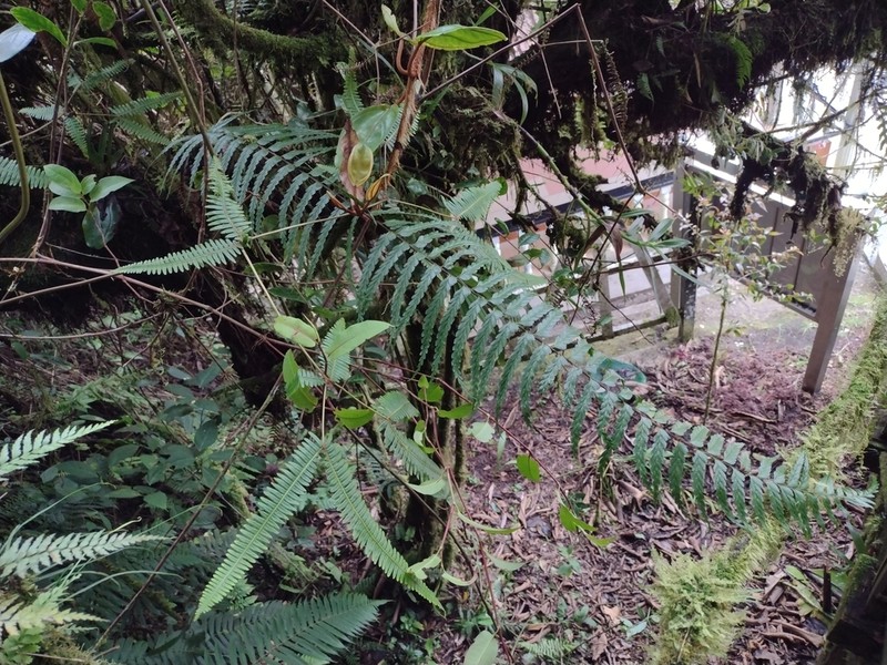 Asplenium truncatum photo 3