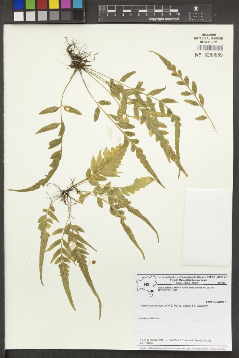 Asplenium truncorum photo 3