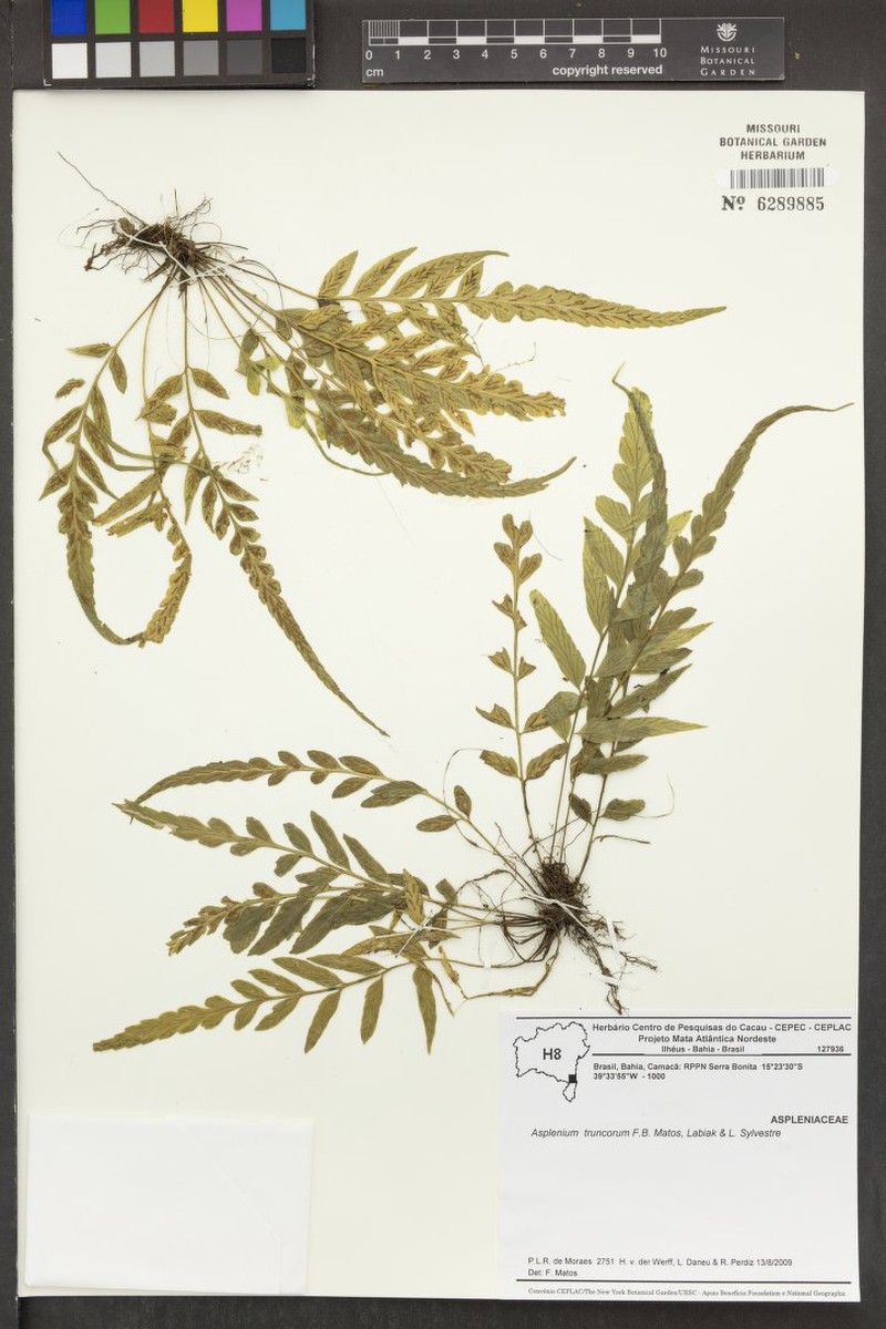 Asplenium truncorum photo 4