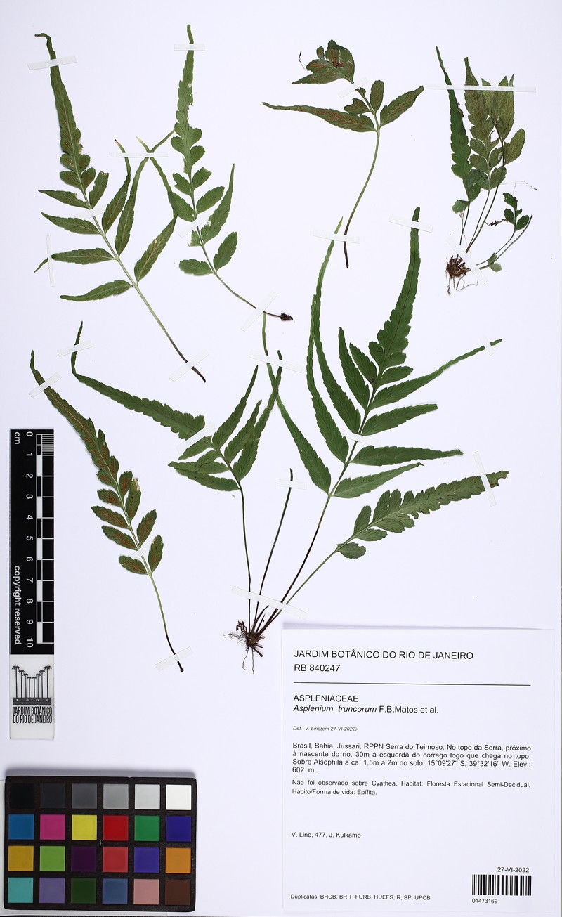 Asplenium truncorum