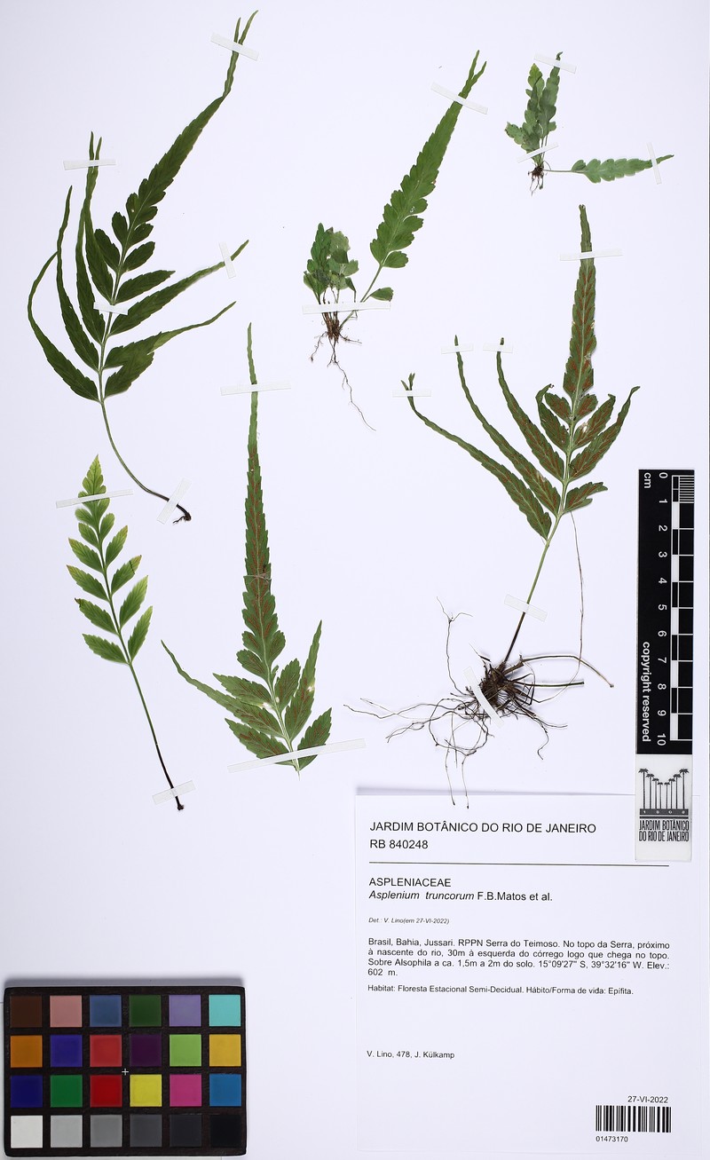 Asplenium truncorum photo 2