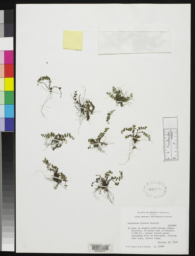 Asplenium tryonii