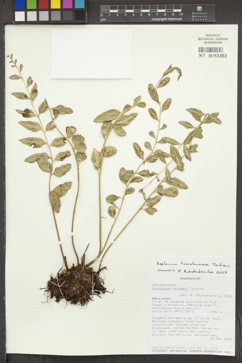 Asplenium tsaratananense
