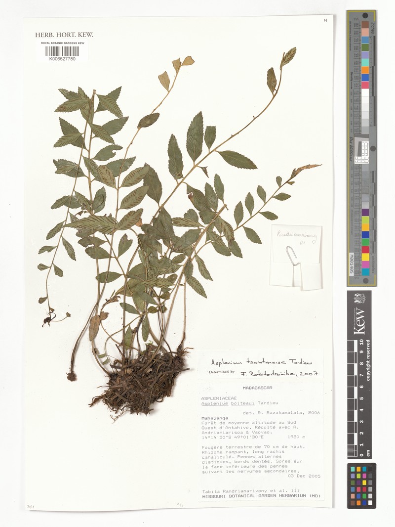 Asplenium tsaratananense photo 2