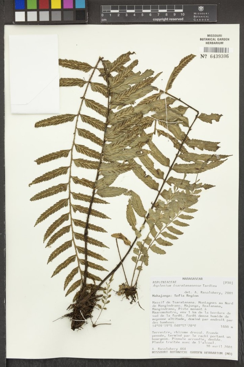 Asplenium tsaratananense photo 3