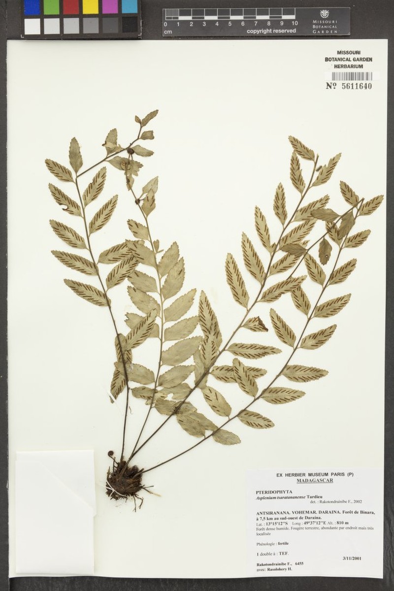 Asplenium tsaratananense photo 4