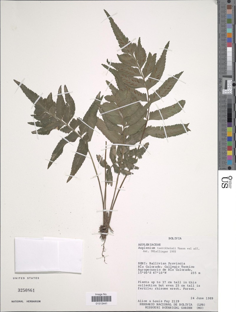 Asplenium tuerckheimii photo 2