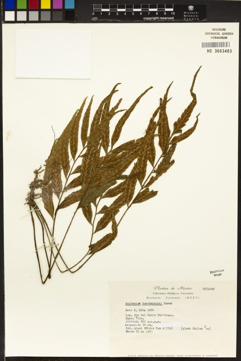 Asplenium tuerckheimii photo 3