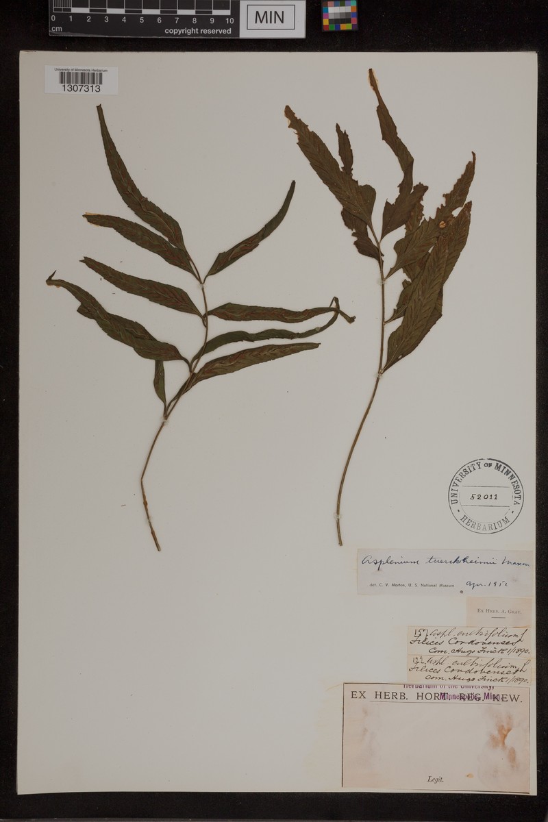 Asplenium tuerckheimii