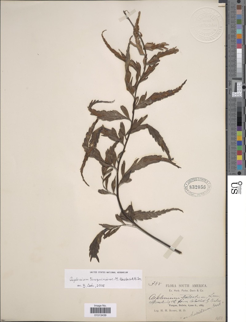 Asplenium tunquiniense