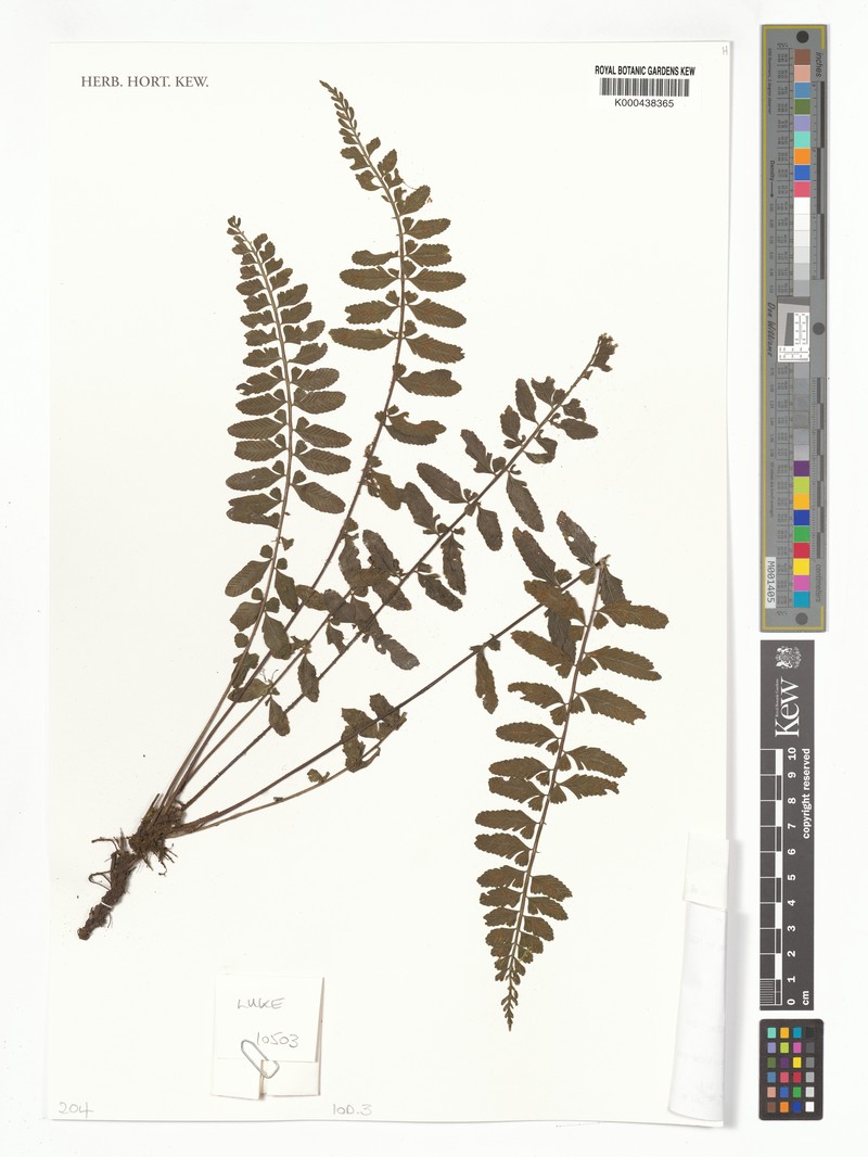 Asplenium udzungwense