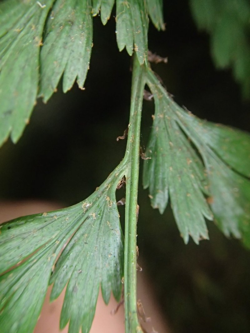 Asplenium uhligii