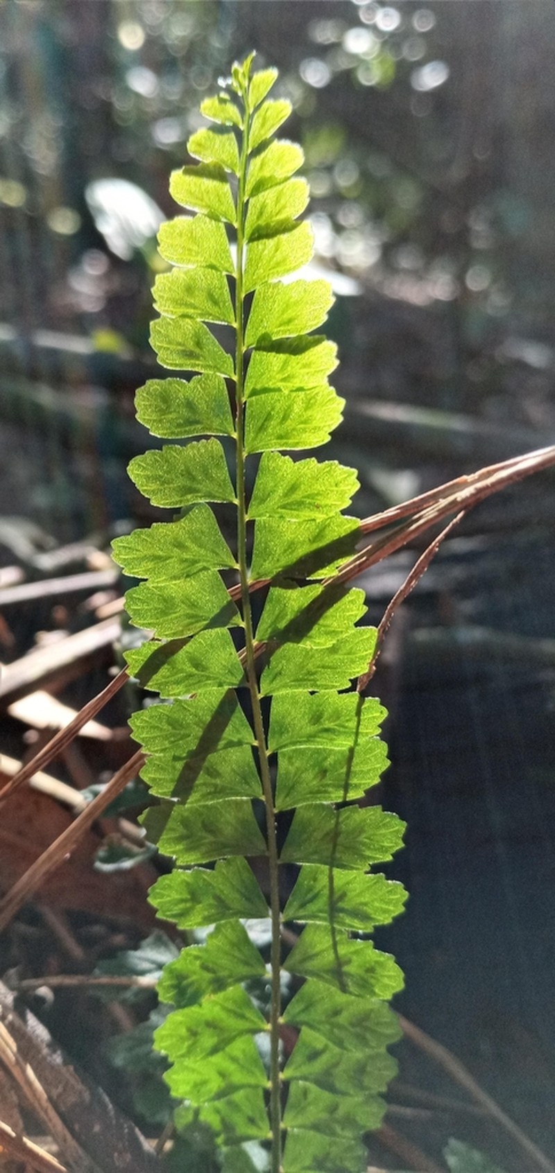 Asplenium ulbrichtii photo 2
