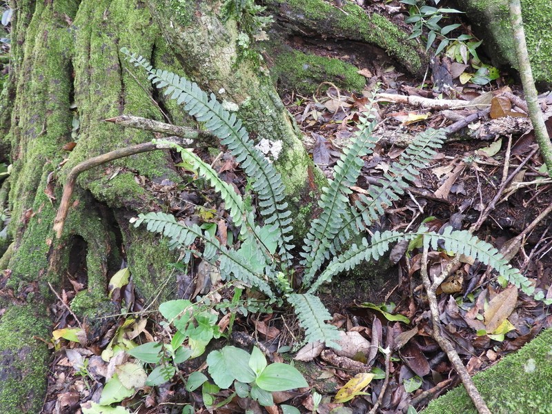 Asplenium ulbrichtii photo 3