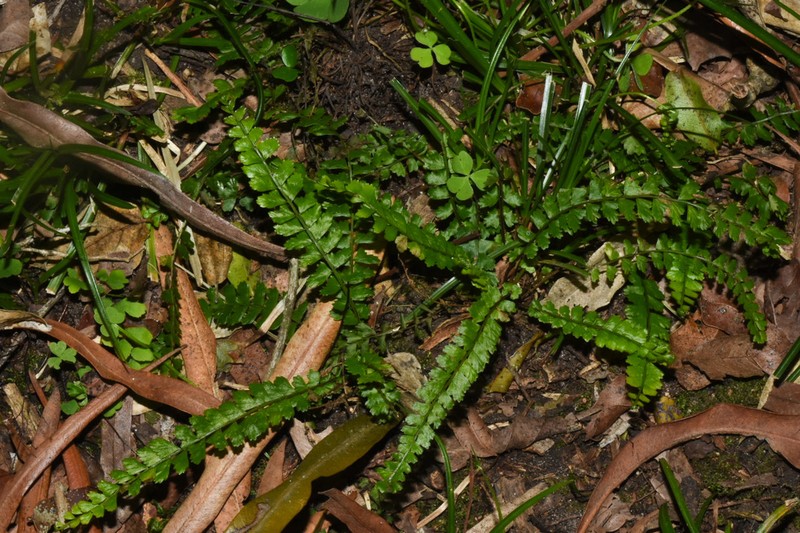 Asplenium ulbrichtii photo 4