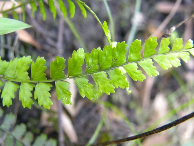 Asplenium ulbrichtii photo 5