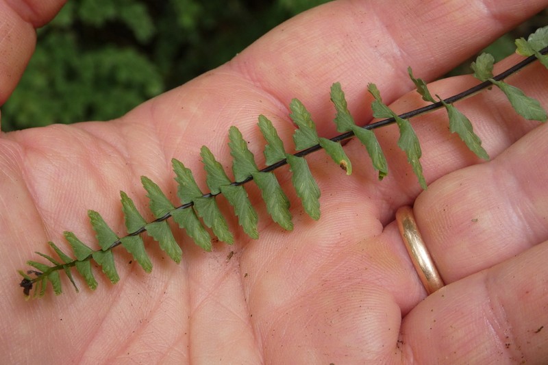 Asplenium ulbrichtii photo 6