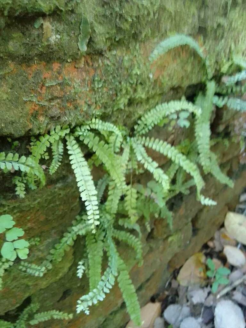 Asplenium ulbrichtii photo 7