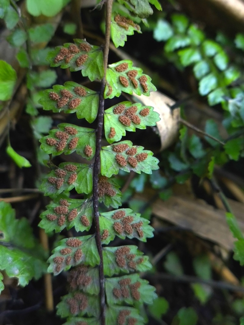 Asplenium ulbrichtii photo 8