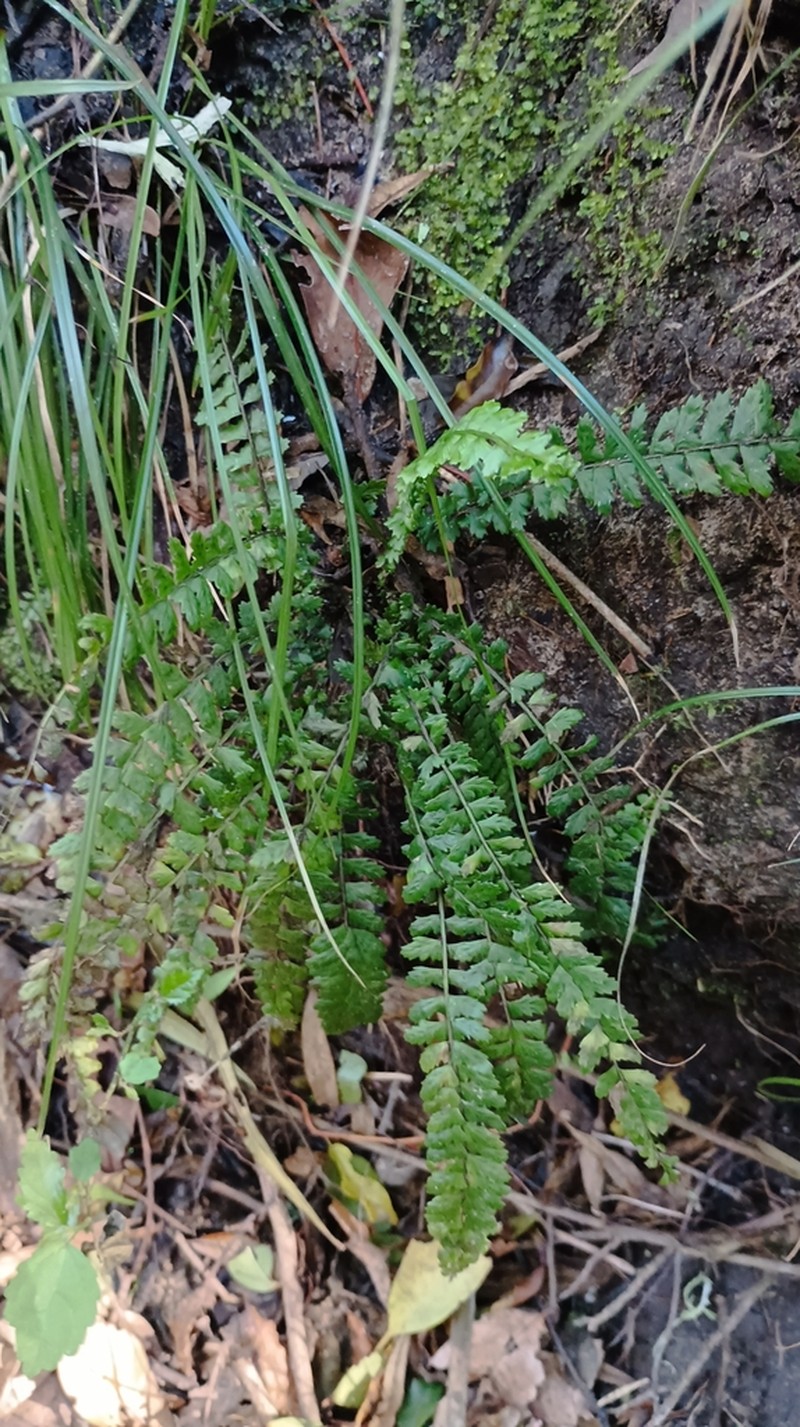 Asplenium ulbrichtii