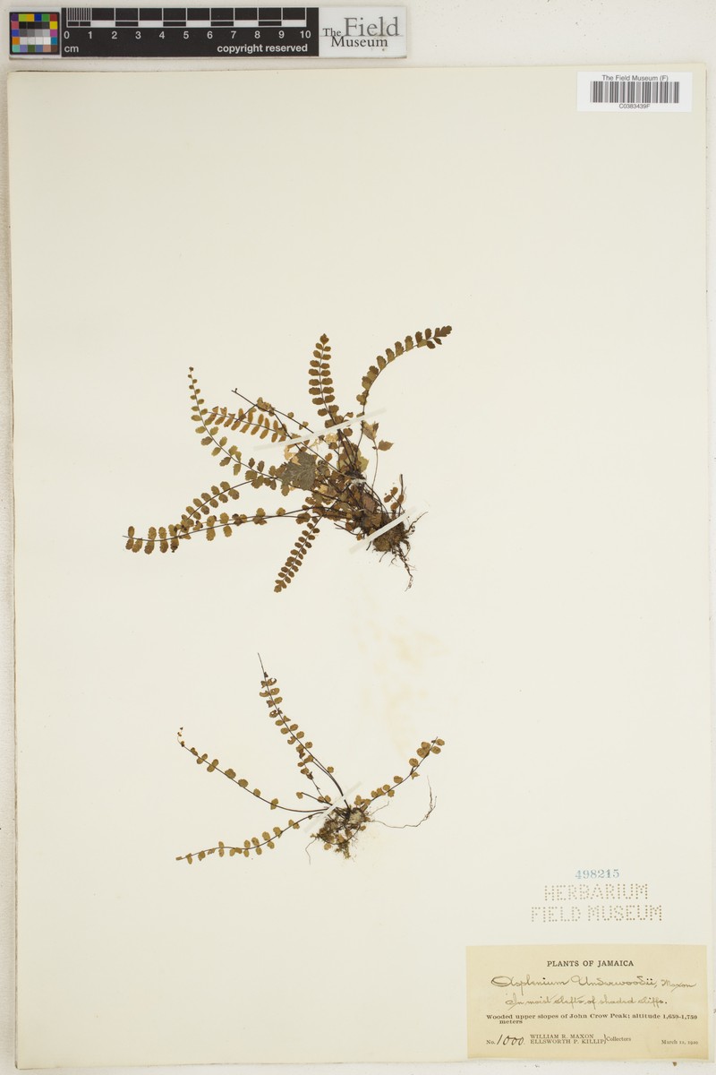 Asplenium underwoodii