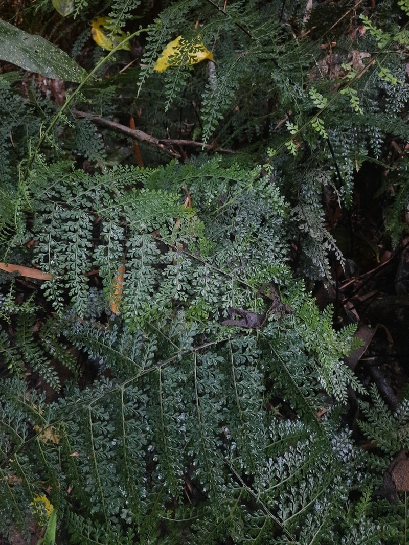 Shinystem Spleenwort