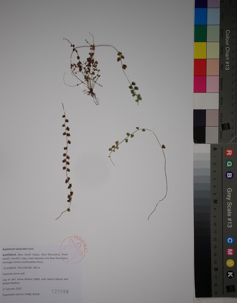 Shinystem Spleenwort photo 2