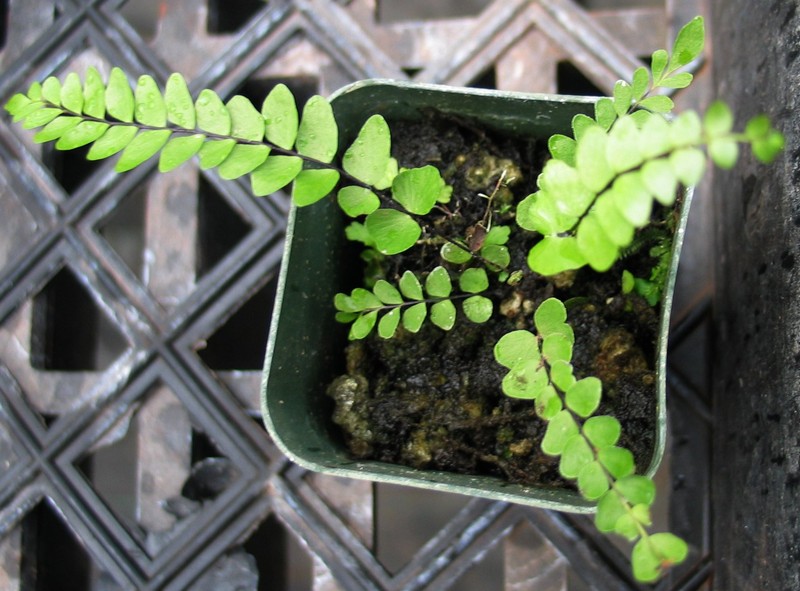 Singlesorus Island Spleenwort