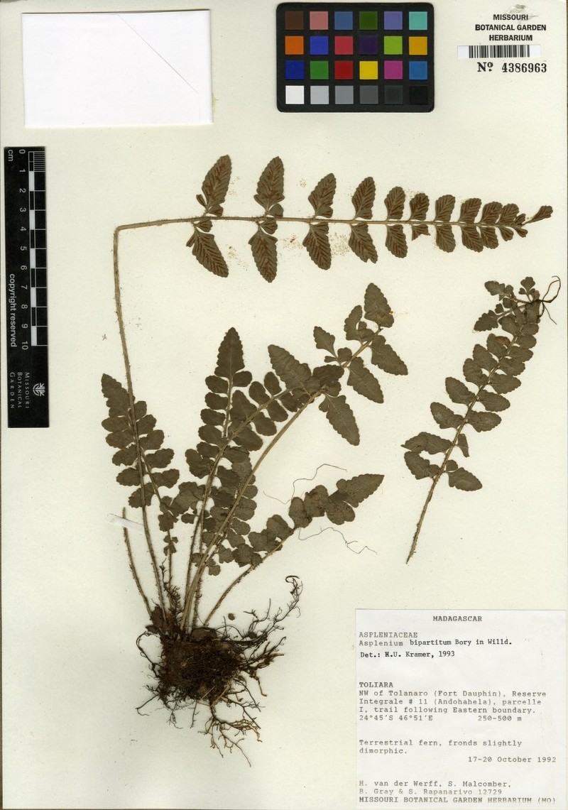 Asplenium vanderwerffii