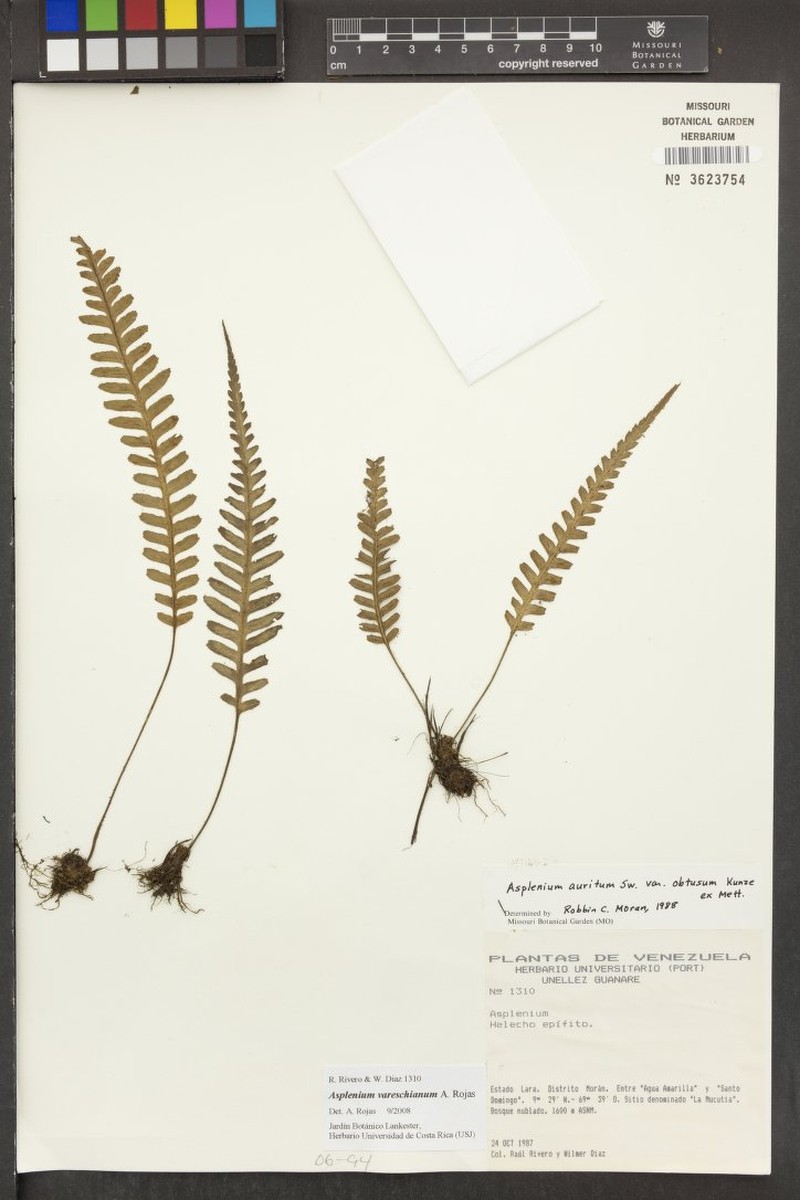 Asplenium vareschianum