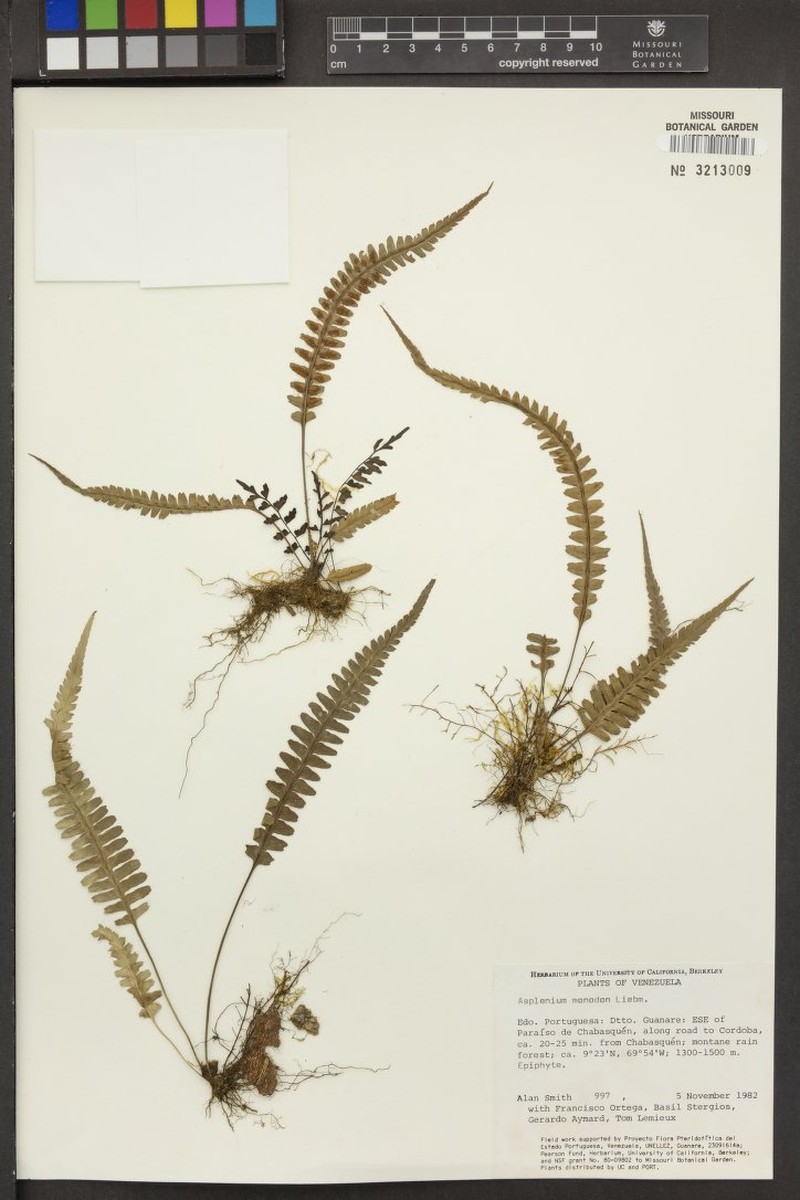 Asplenium vareschianum photo 2