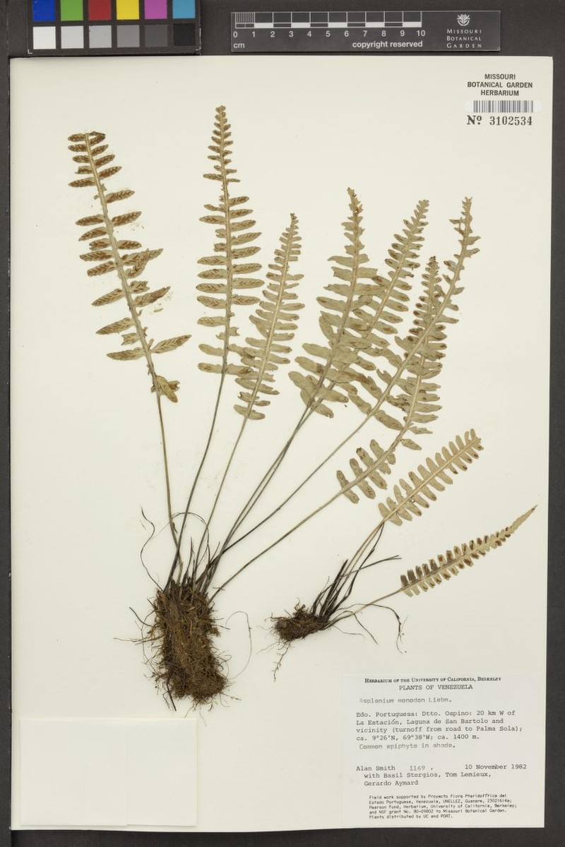 Asplenium vareschianum photo 3