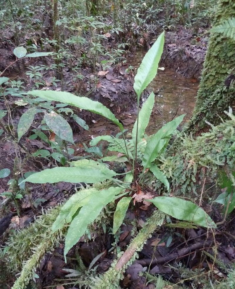 Asplenium variabile photo 2