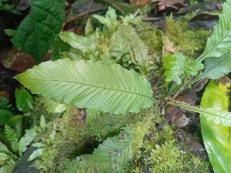 Asplenium variabile photo 3