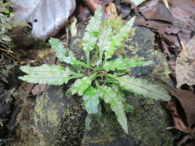 Asplenium variabile photo 4