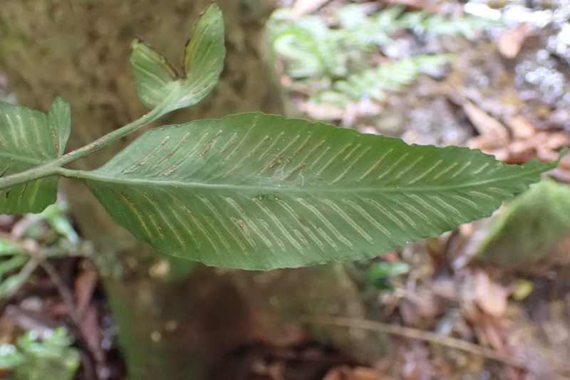 Asplenium variabile photo 5