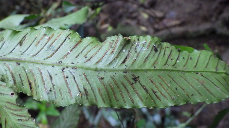 Asplenium variabile photo 6