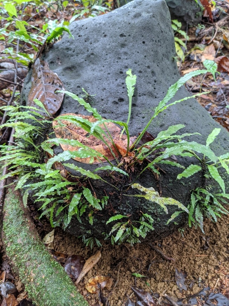 Asplenium variabile