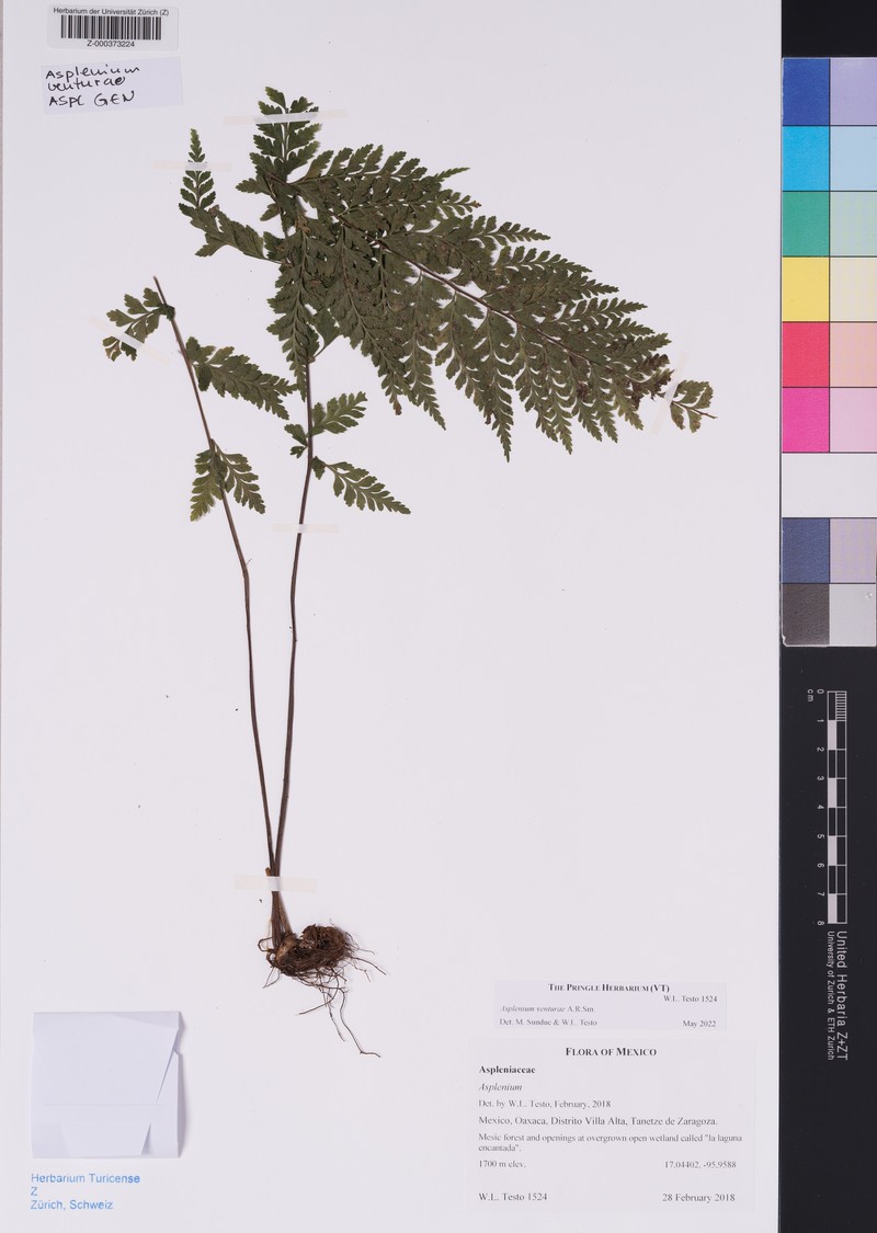 Asplenium venturae