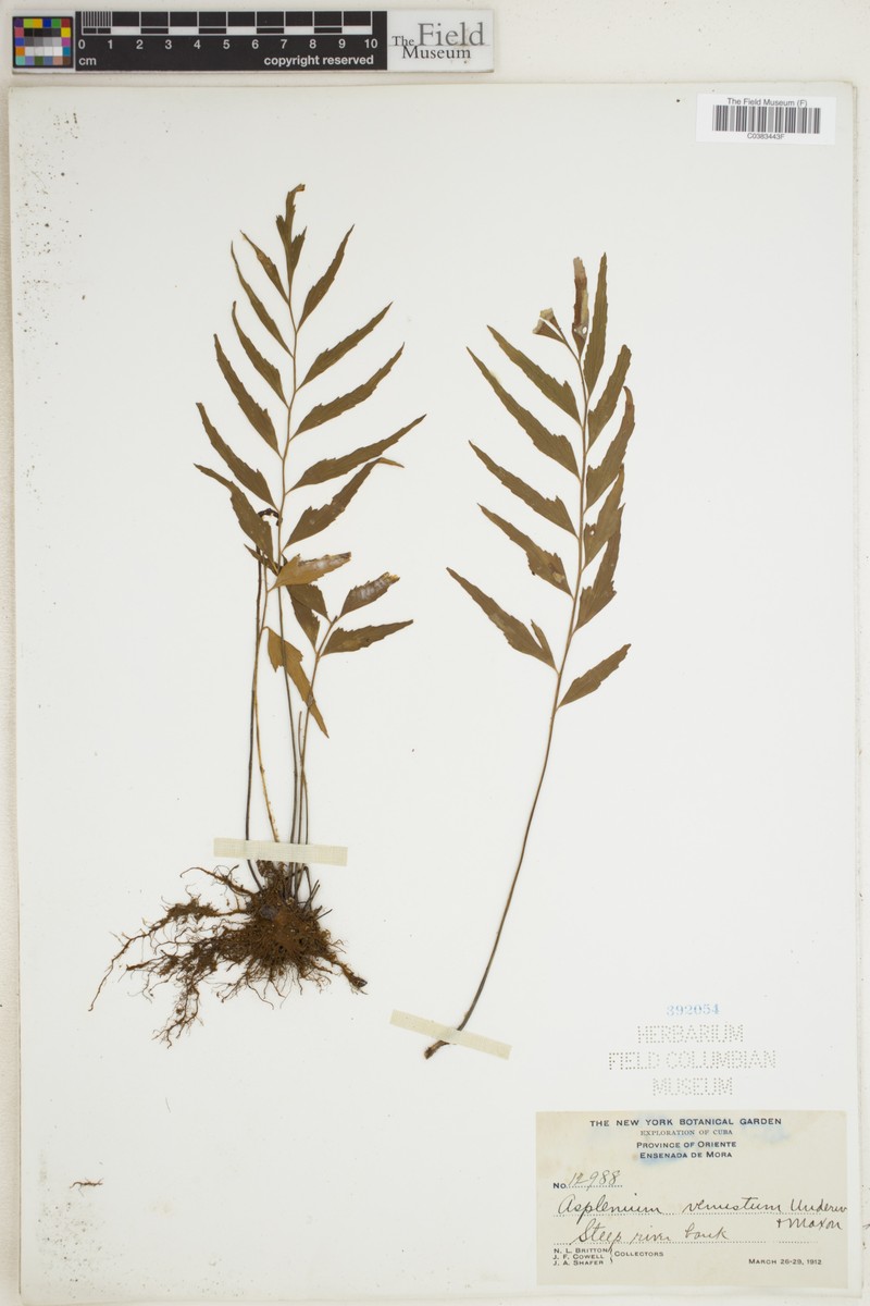 Asplenium venustum