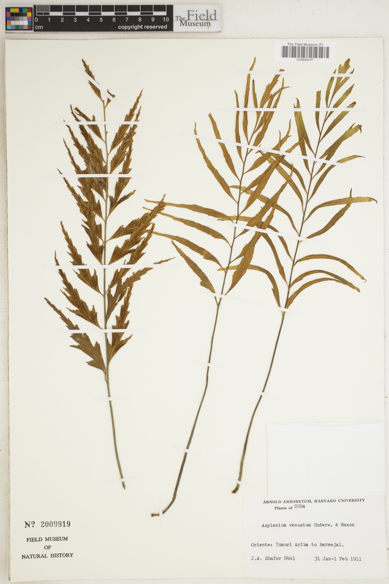 Asplenium venustum photo 2