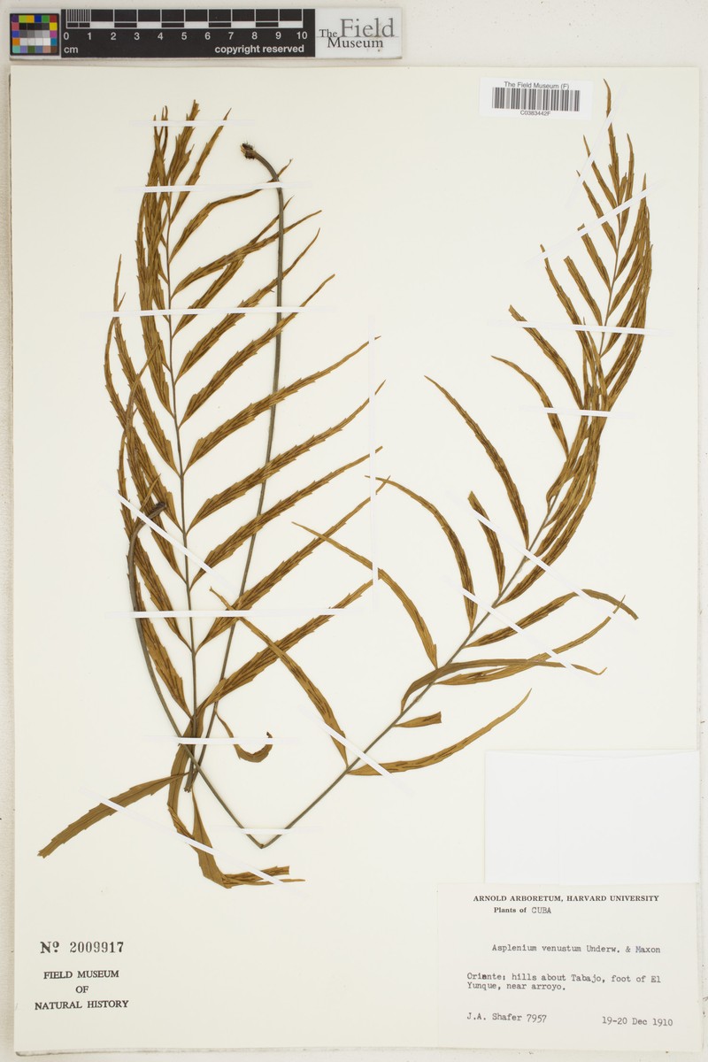 Asplenium venustum photo 3