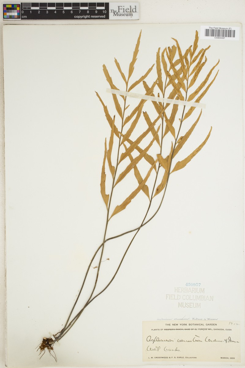 Asplenium venustum photo 4